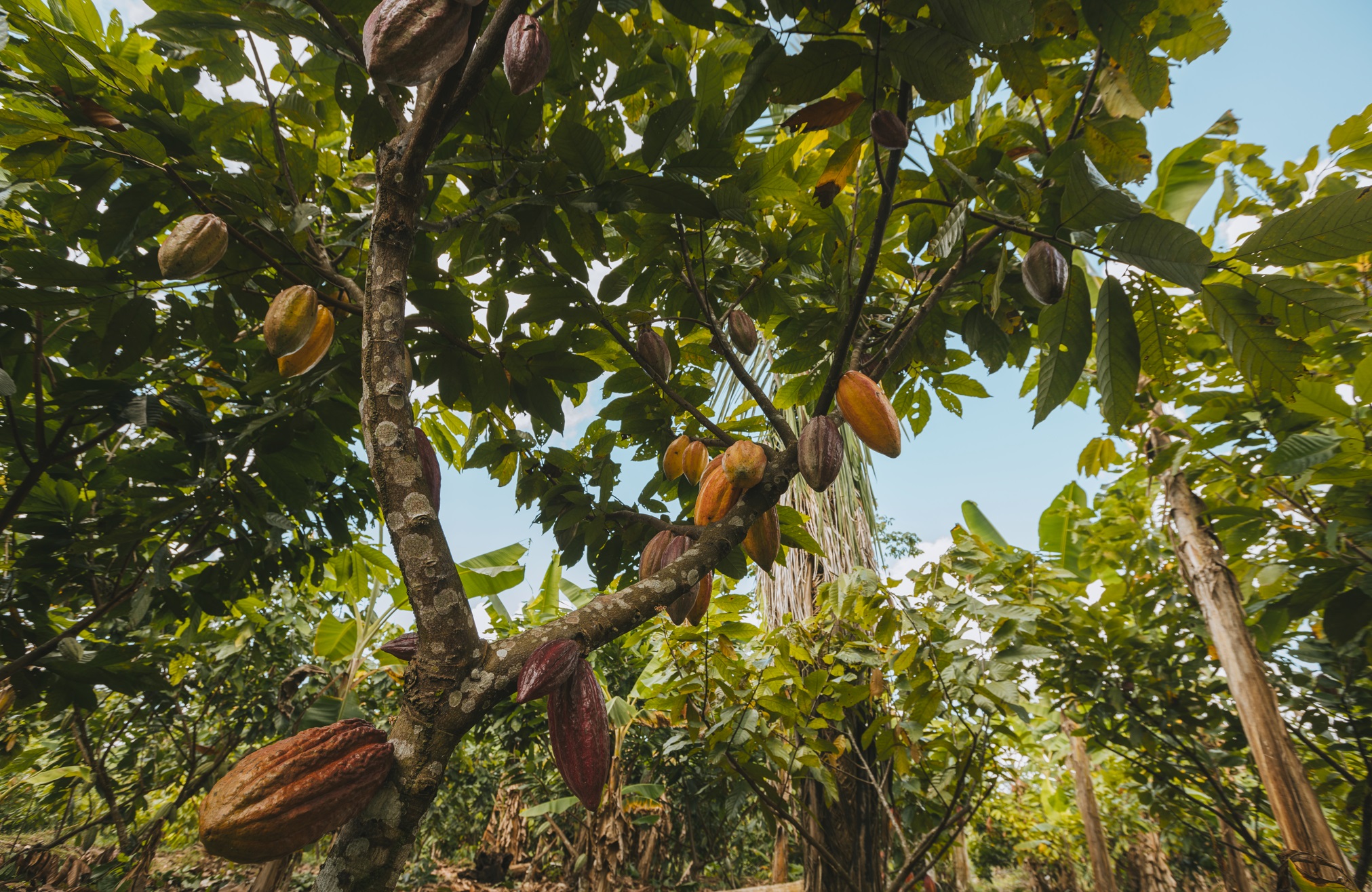Le cacaoyer