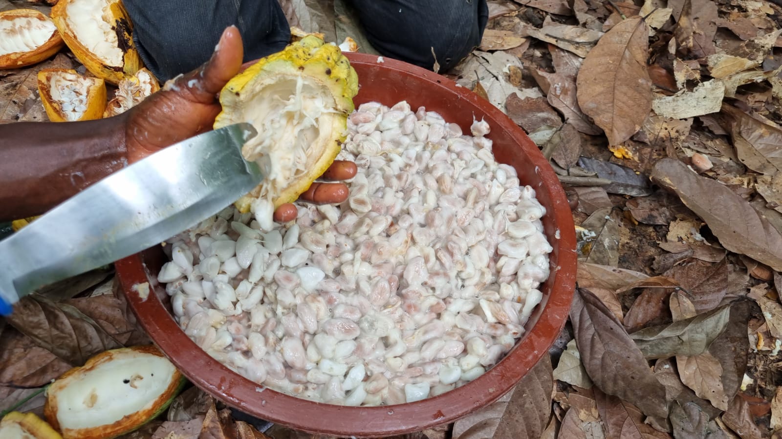 Fabrication du chocolat - Écabossage - Extraction des fèves de cacao