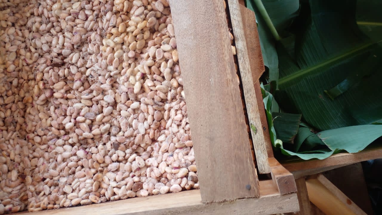Fèves de cacao fermentées