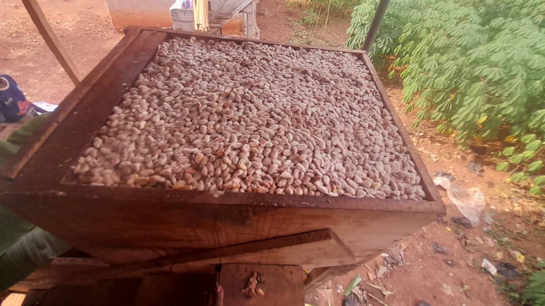 Caisse fermentation avec fèves de cacao