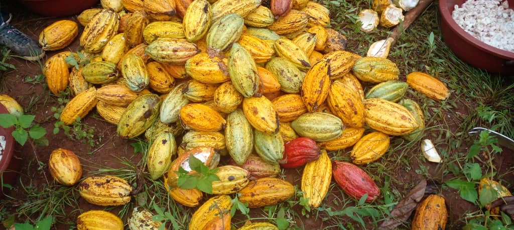 Fabrication du chocolat - Récoltes des cabosses