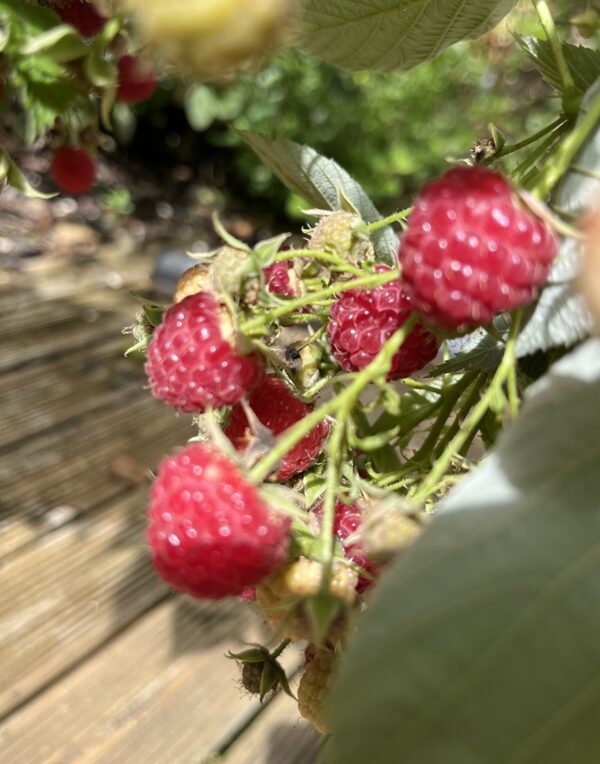 Confiture de Framboise Chocolat – Image 3