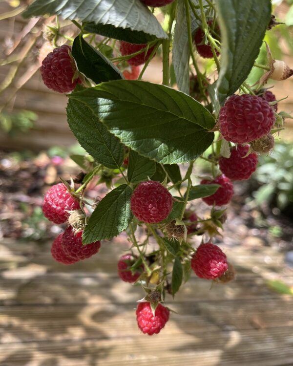 Confiture de Framboise Chocolat – Image 4