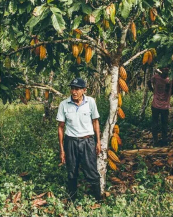 cacaoyer criollo couvert de cabosses avec un cultivateur